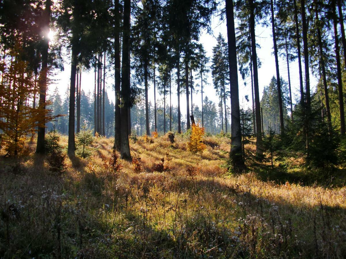 Ferienwohnung Arnika Inklusive Waeschepaket Braunlage Bagian luar foto