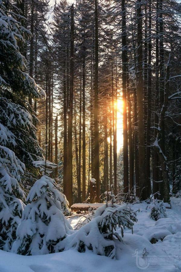 Ferienwohnung Arnika Inklusive Waeschepaket Braunlage Bagian luar foto